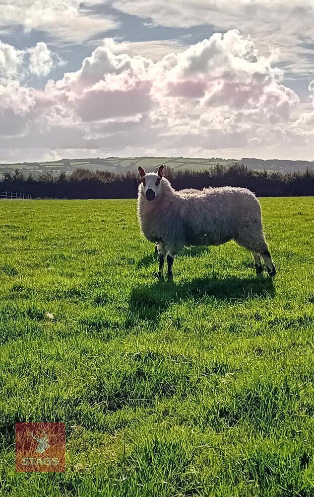 PEDIGREE KERRY HILL EWE LAMB