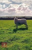 PEDIGREE KERRY HILL EWE LAMB