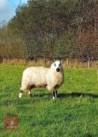 PEDIGREE KERRY HILL EWE LAMB - 3