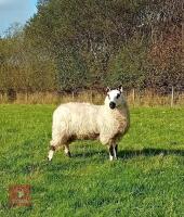 PEDIGREE KERRY HILL EWE LAMB - 4