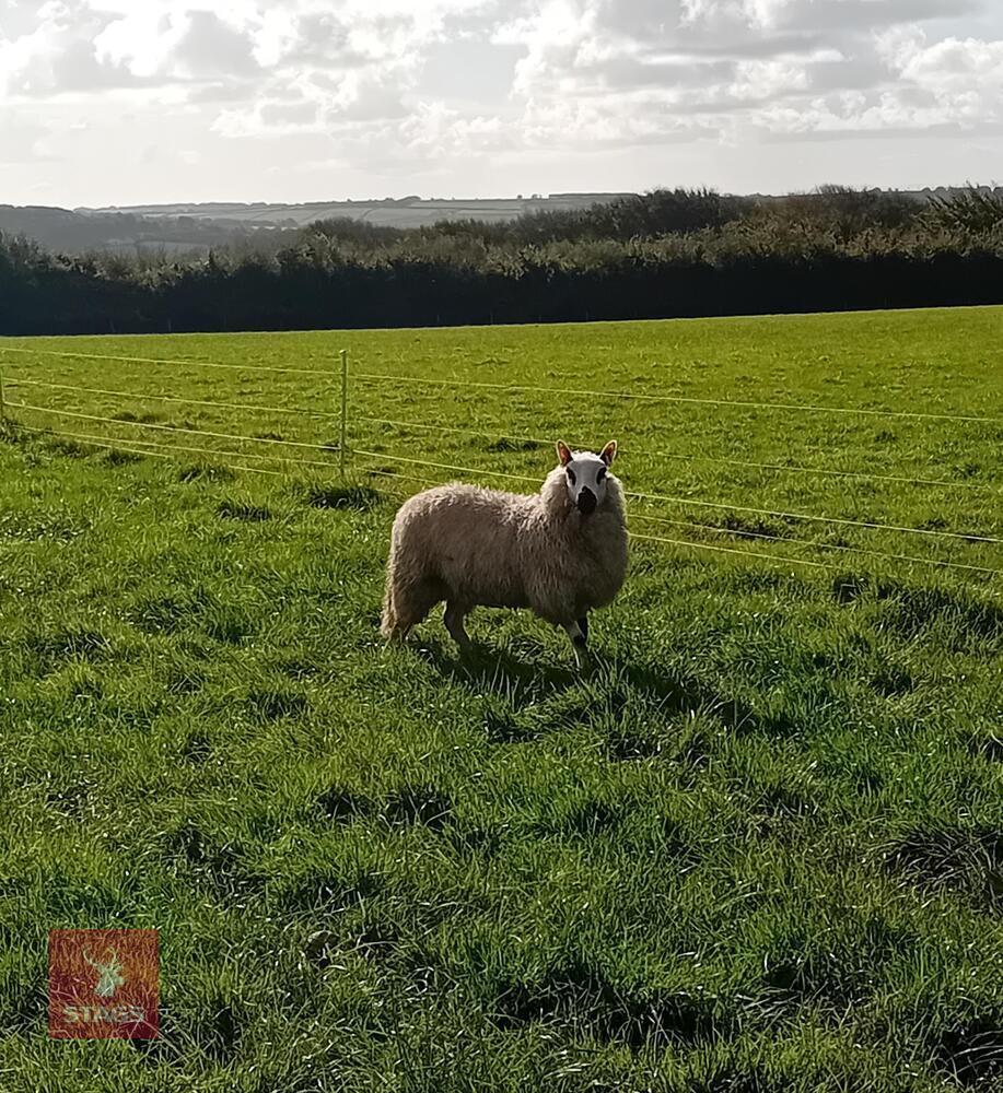 PEDIGREE KERRY HILL EWE LAMB