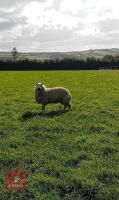 PEDIGREE KERRY HILL EWE LAMB - 2