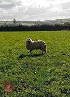 PEDIGREE KERRY HILL EWE LAMB - 3