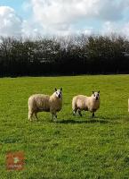 2 PUREBRED KERRY HILL EWE LAMBS
