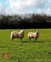 2 PUREBRED KERRY HILL EWE LAMBS - 2