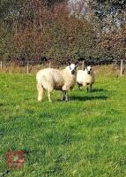 2 PUREBRED KERRY HILL EWE LAMBS - 3