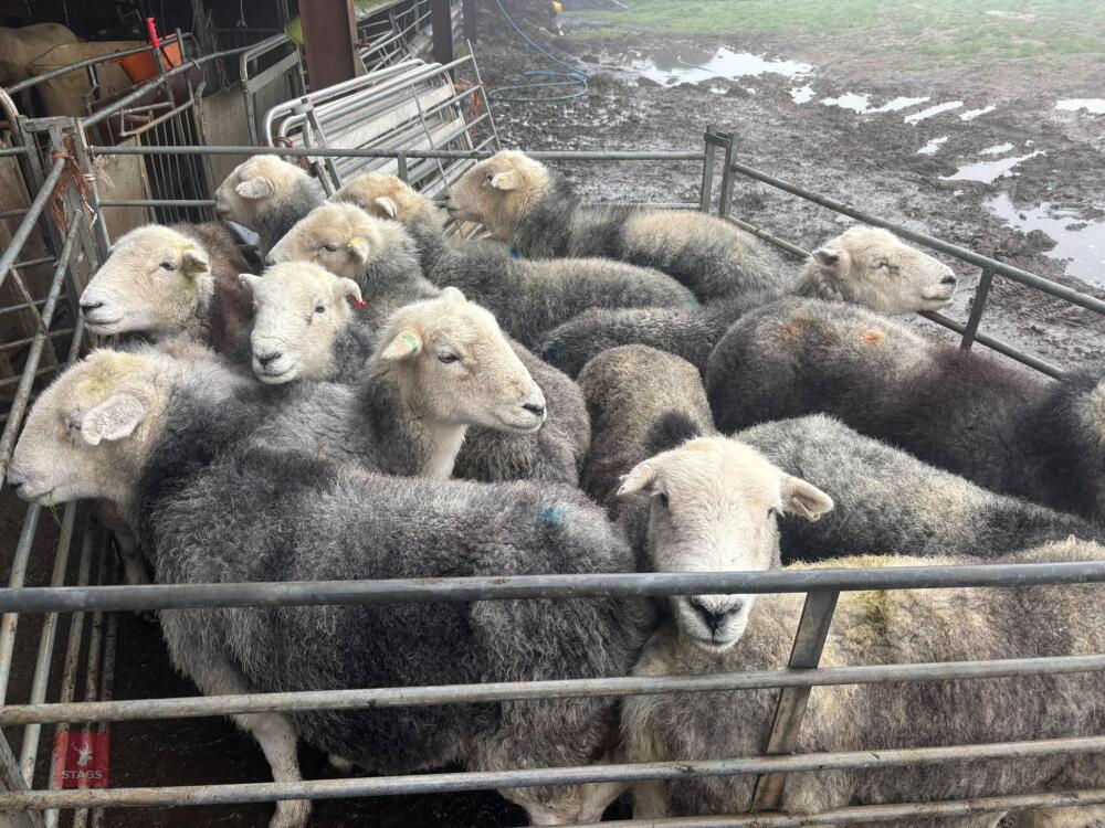 13 BROKEN MOUTH HERDWICK EWES