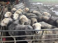 13 BROKEN MOUTH HERDWICK EWES