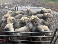 13 BROKEN MOUTH HERDWICK EWES - 2