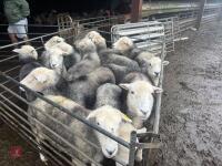 13 BROKEN MOUTH HERDWICK EWES - 3