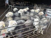13 BROKEN MOUTH HERDWICK EWES - 4