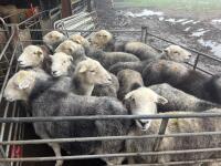 13 BROKEN MOUTH HERDWICK EWES - 5