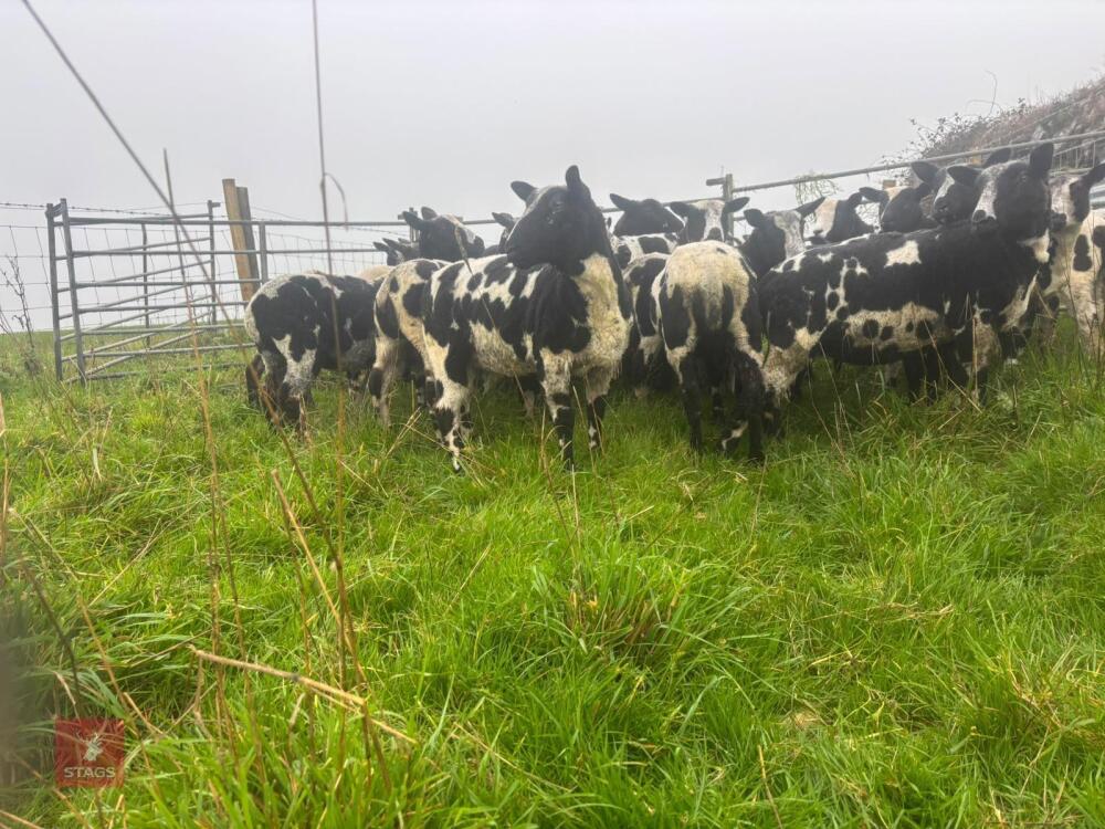 27 PURE DUTCH SPOTTED EWE LAMBS - BIDS PER LIFE