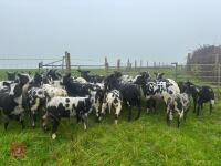 27 PURE DUTCH SPOTTED EWE LAMBS - BIDS PER LIFE - 2