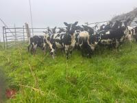 27 PURE DUTCH SPOTTED EWE LAMBS - BIDS PER LIFE - 3