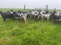 27 PURE DUTCH SPOTTED EWE LAMBS - BIDS PER LIFE - 4