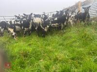 27 PURE DUTCH SPOTTED EWE LAMBS - BIDS PER LIFE - 5