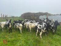 27 PURE DUTCH SPOTTED EWE LAMBS - BIDS PER LIFE - 6