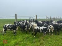 27 PURE DUTCH SPOTTED EWE LAMBS - BIDS PER LIFE - 8