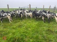 27 PURE DUTCH SPOTTED EWE LAMBS - BIDS PER LIFE - 9