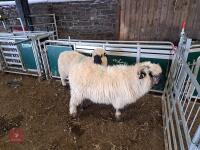2 VALAIS X SHEARLING EWES- BIDS PER LIFE