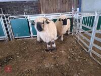 2 VALAIS X SHEARLING EWES- BIDS PER LIFE - 2