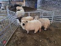 3 VALAIS X EWE LAMBS - BIDS PER LIFE