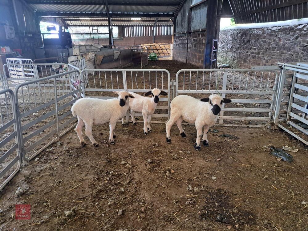 3 VALAIS X EWE LAMBS - BIDS PER LIFE