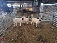 3 VALAIS X EWE LAMBS - BIDS PER LIFE