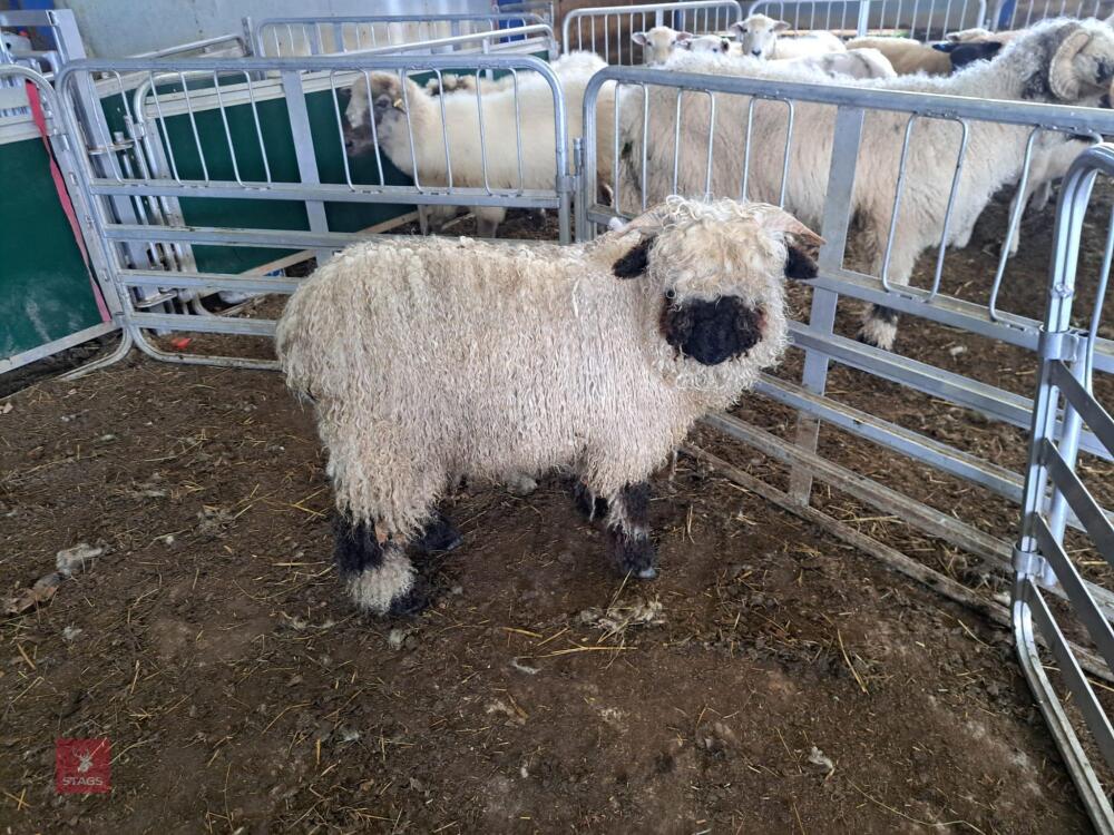 VALAIS X WETHER - BIDS PER LIFE
