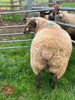 TEXEL X SUFFOLK RAM LAMB