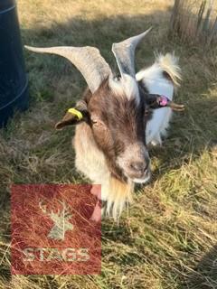 1YO BILLY PYGMY GOAT