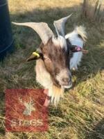 1YO BILLY PYGMY GOAT