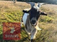 1YO BILLY PYGMY GOAT - 2