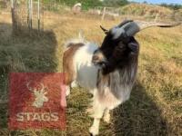 1YO BILLY PYGMY GOAT - 3