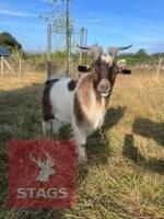 1YO BILLY PYGMY GOAT - 4