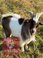 1YO BILLY PYGMY GOAT - 5