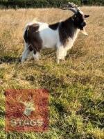 1YO BILLY PYGMY GOAT - 6