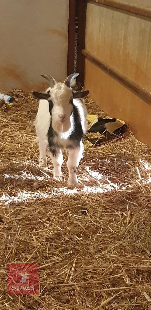 6MO PYGMY BILLY KID
