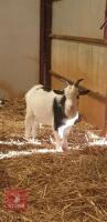 6MO PYGMY BILLY KID - 2