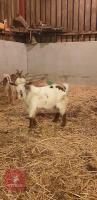 6MO PYGMY BILLY KID - 3