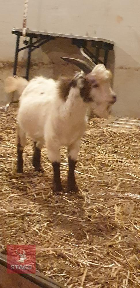 6MO PYGMY BILLY KID