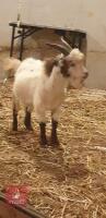 6MO PYGMY BILLY KID