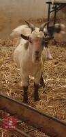 6MO PYGMY BILLY KID - 2