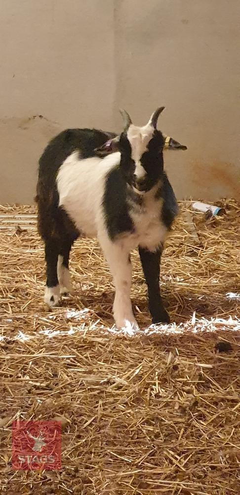 3 PYGMY X DAIRY WETHERS