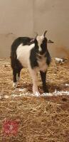 3 PYGMY X DAIRY WETHERS