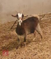 3 PYGMY X DAIRY WETHERS - 2