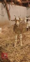 3 PYGMY X DAIRY WETHERS - 3