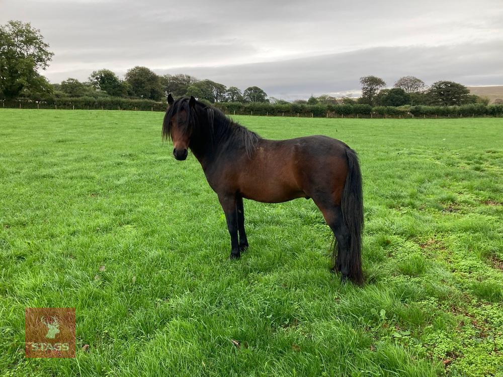3YO REGISTERED DARTMOOR 12HH STALLION