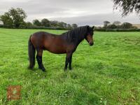3YO REGISTERED DARTMOOR 12HH STALLION - 2